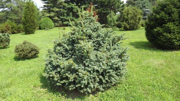 Picea asperata var. heterolepis - redtwig dragon spruce