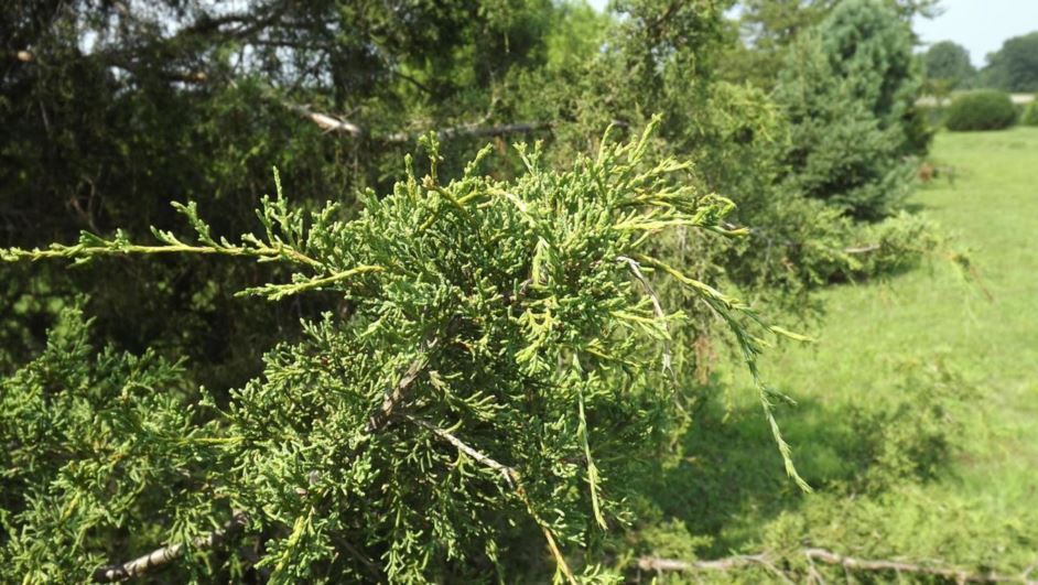 Juniperus virginiana 'Woodlanders Weeping' - Woodlanders Weeping eastern redcedar