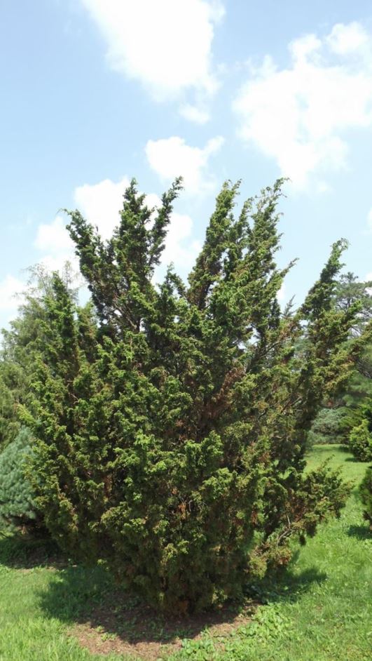 Juniperus chinensis 'Oblonga' - oblong Chinese juniper