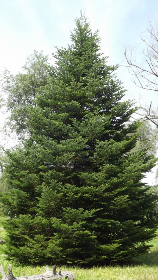 Abies alba - European silver fir
