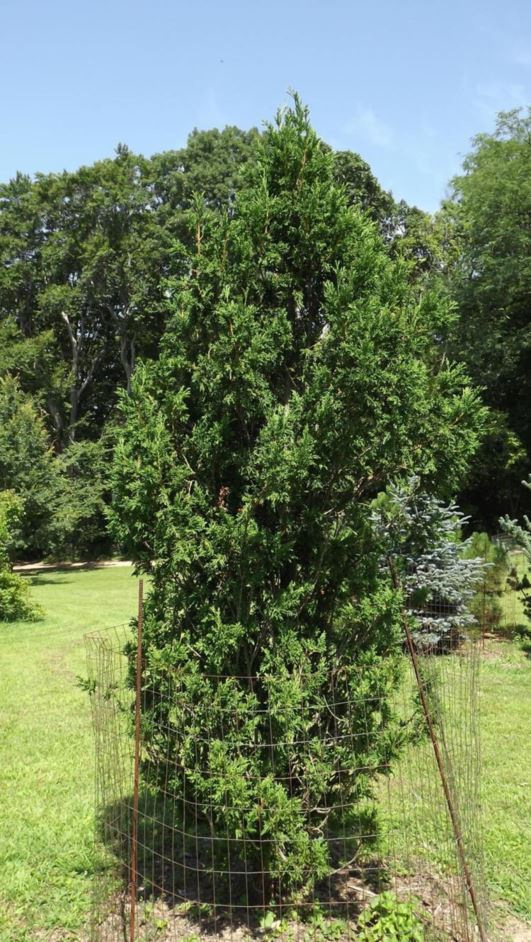 Thuja occidentalis 'Batemanii' - Bateman Broom American arborvitae