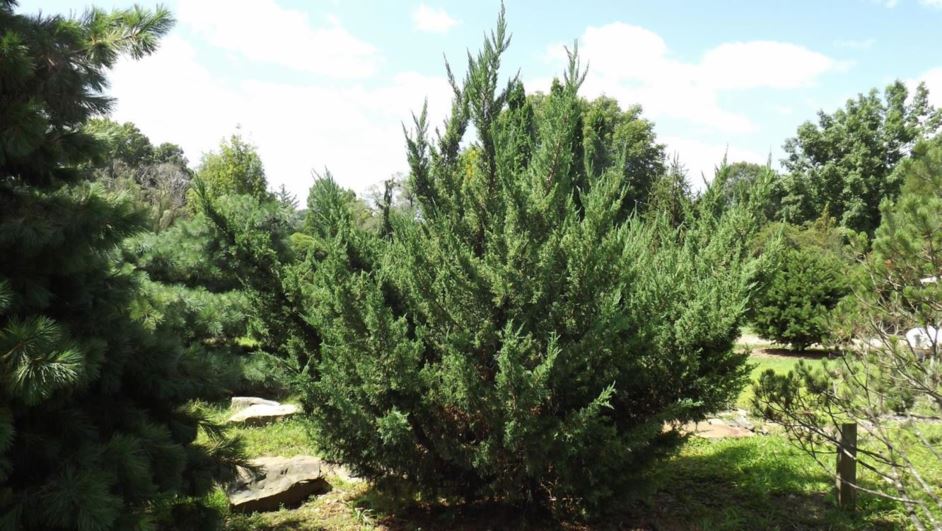 Juniperus chinensis 'Lebretoni' - Lebreton Chinese juniper