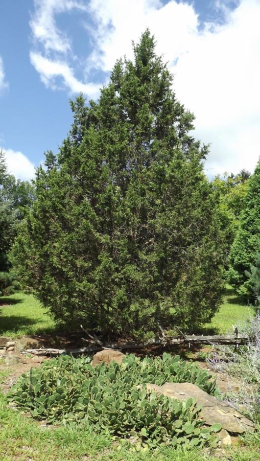 Juniperus chinensis 'Keteleeri' - Keteleer Chinese juniper