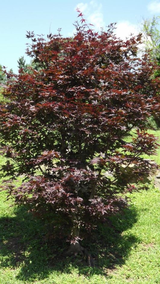 Acer palmatum 'Hefner's Red' - Hefner's Red Japanese maple