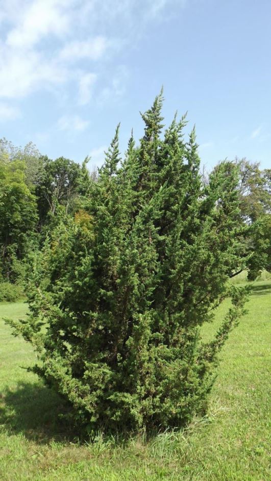 Juniperus chinensis 'Olympia' - Olympia Chinese juniper