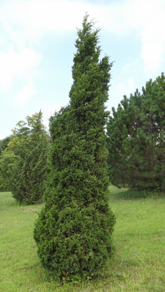 Juniperus chinensis 'Columnaris' - green columnar Chinese juniper