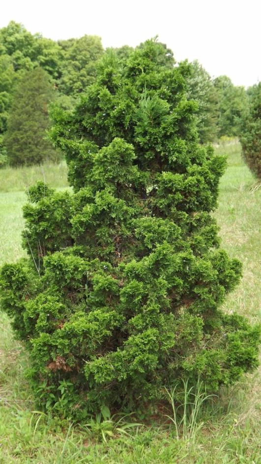Juniperus chinensis 'Shoosmith' - Shoosmith Chinese juniper