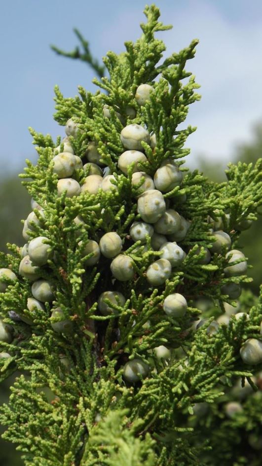 Juniperus chinensis 'Ames' - Ames Chinese juniper