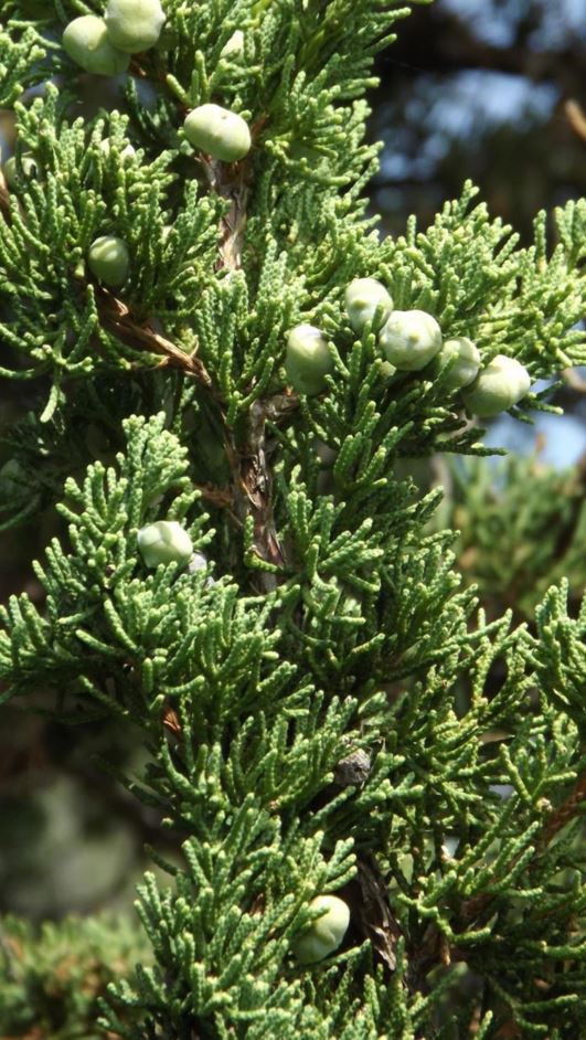 Juniperus chinensis 'Rosefield's Perfect' - Rosefield's Perfect Chinese juniper