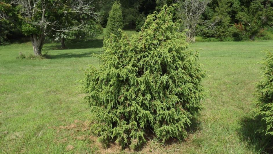 Juniperus pingii - Ping juniper