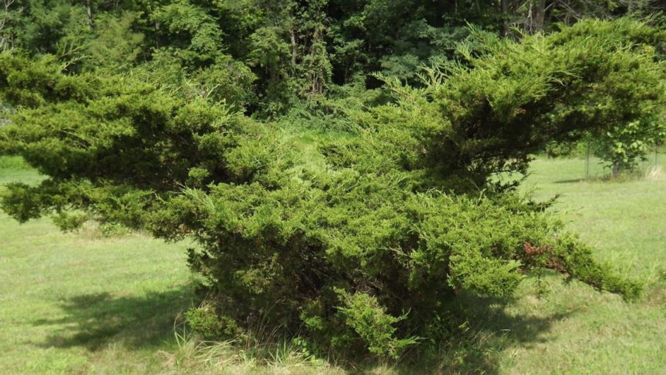 Juniperus sabina 'Von Ehren' - Von Ehren savin juniper