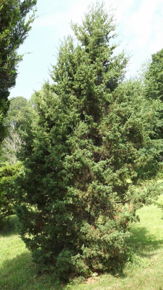 Juniperus virginiana 'Hillii' - Hill Dundee eastern redcedar