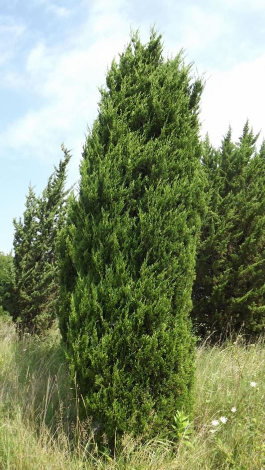 Juniperus 'Spartan' - Spartan juniper