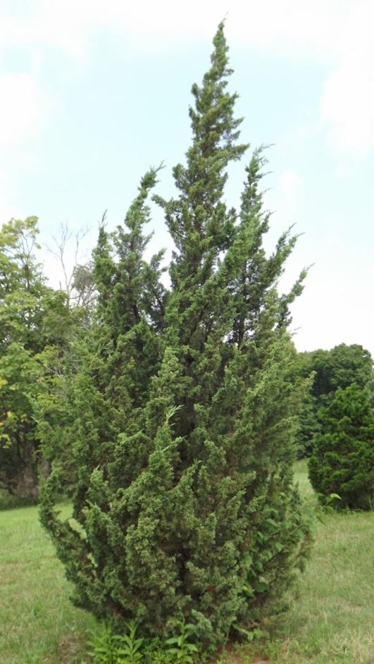 Juniperus chinensis 'Story' - Story Chinese juniper