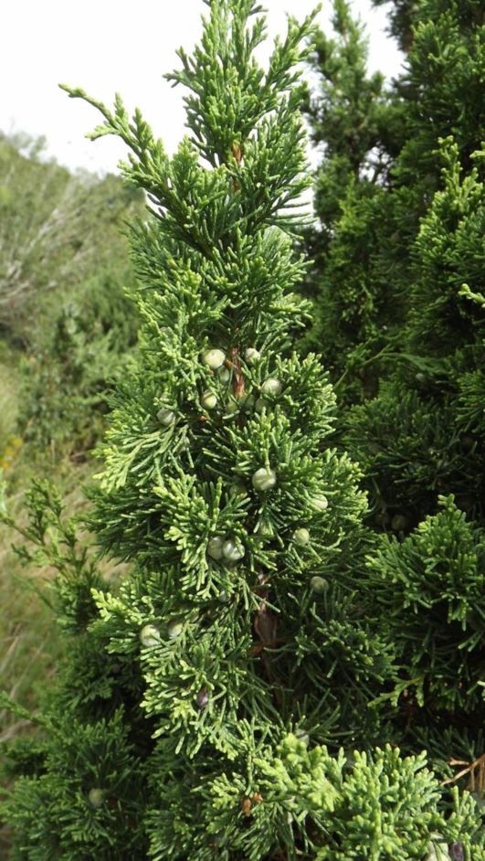 Juniperus chinensis 'Iowa' - Iowa Chinese juniper