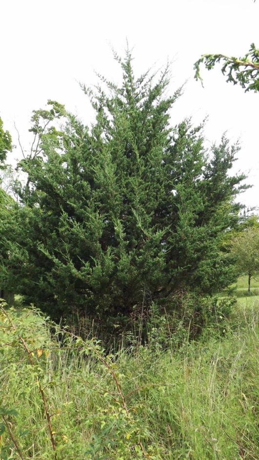 Juniperus virginiana 'Manhattan Blue' - Manhattan Blue eastern redcedar