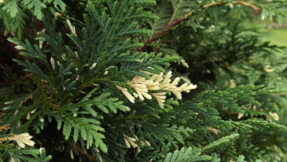 Cupressus Nootkatensis 'Variegata' - Variegated Nootka Cypress ...