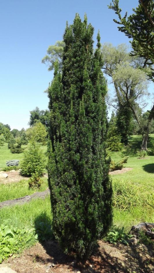 Taxus × media 'Beanpole' - Beanpole Anglo-Japanese yew