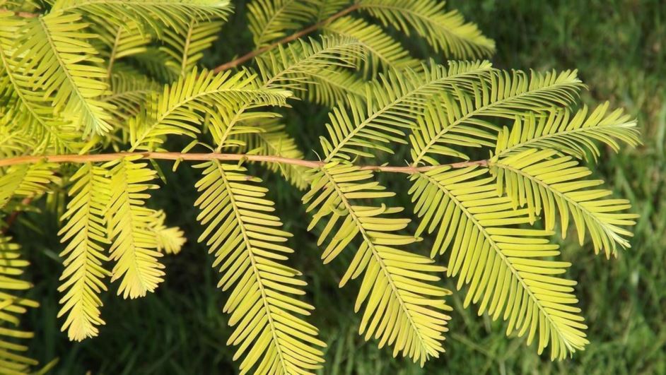 Metasequoia glyptostroboides 'All Bronze' - All Bronze dawn redwood