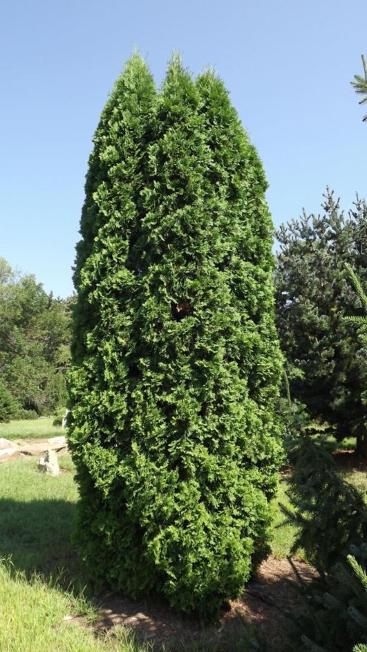 Thuja occidentalis 'Brandon' - Brandon American arborvitae