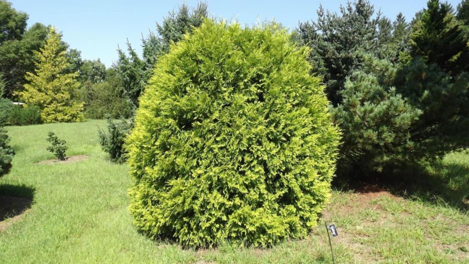 Thuja occidentalis 'Cloth of Gold' - Cloth of Gold American arborvitae