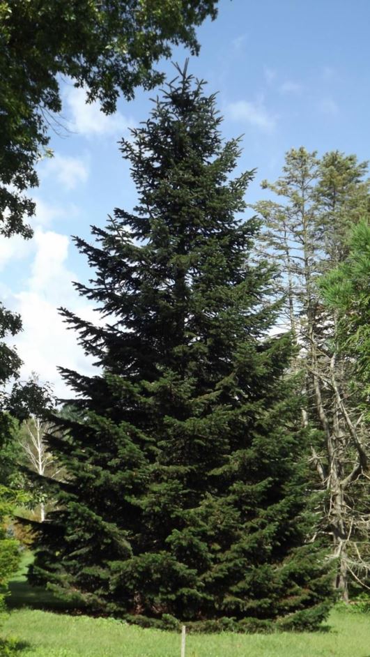 Abies nordmanniana - Nordmann fir, Caucasian fir