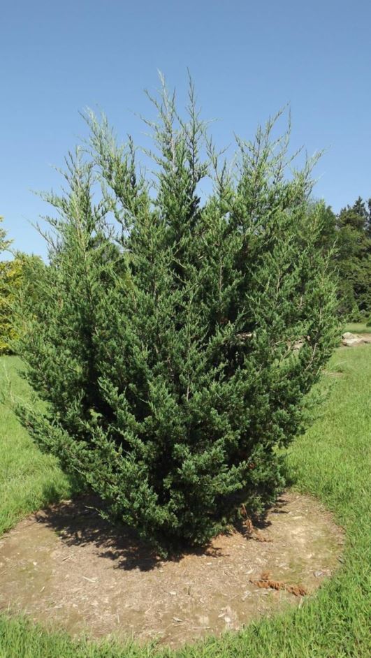 Juniperus scopulorum 'Moffetii' - Moffet Rocky Mountain juniper