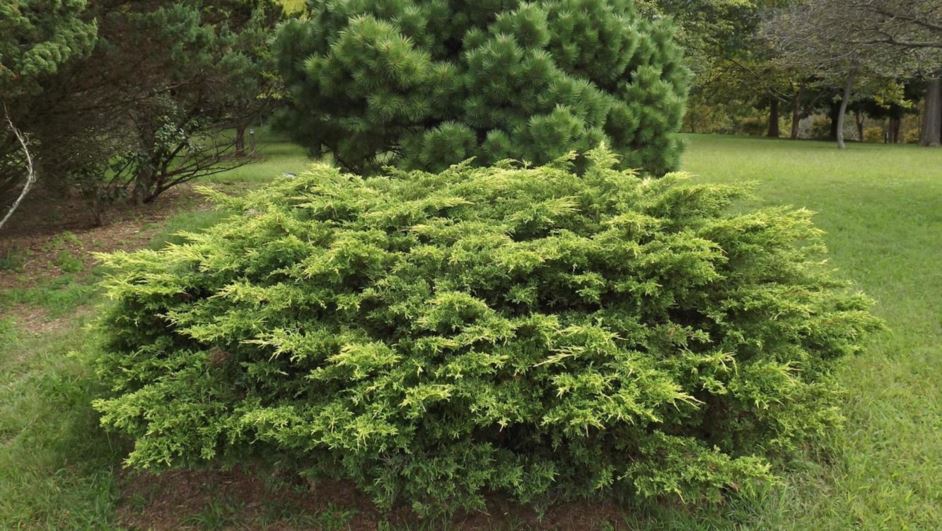 Juniperus chinensis 'Loree Dawn' - Loree Dawn Chinese juniper