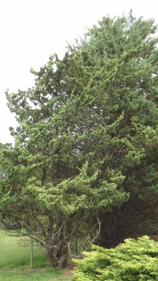 Juniperus chinensis 'Robusta Green' - Robusta Green Chinese juniper