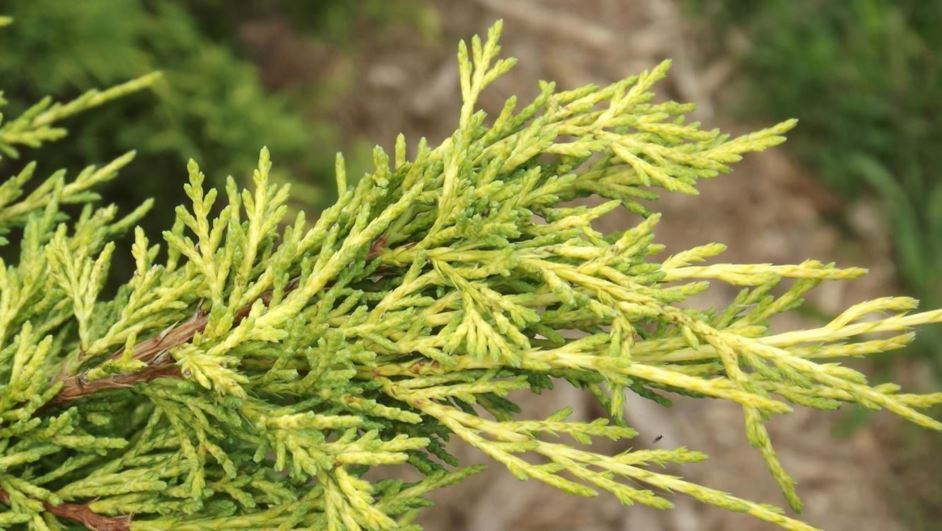 Juniperus chinensis 'Springbrook Gold' - Springbrook Gold Chinese juniper