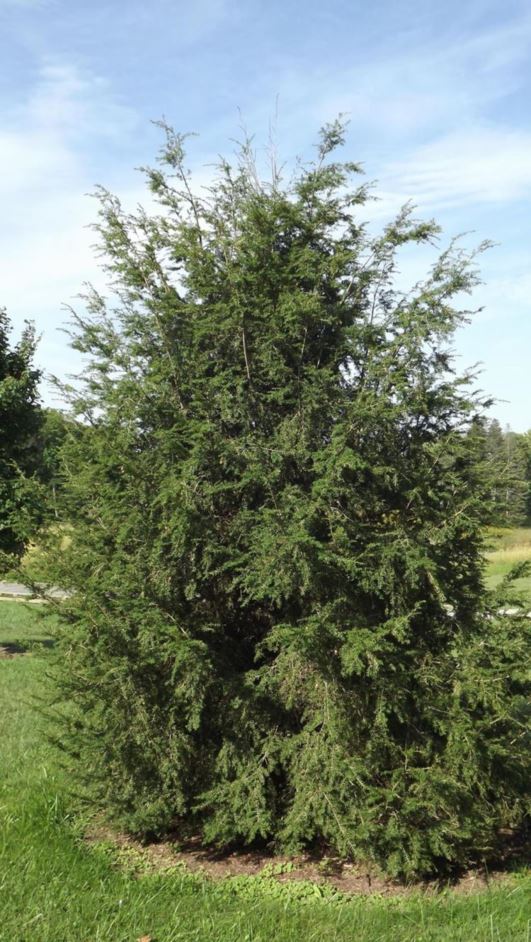 Tsuga chinensis - Chinese hemlock | The Dawes Arboretum