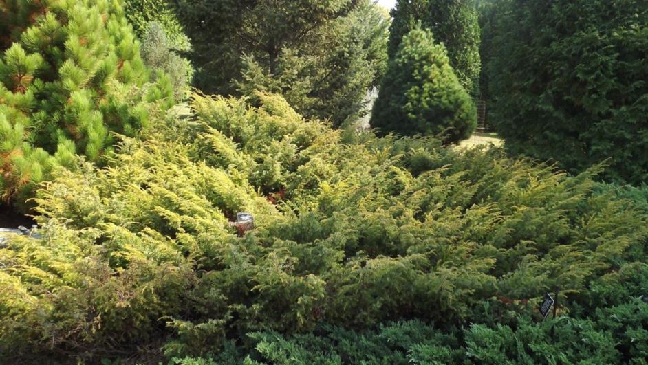 Juniperus communis 'Nana Aurea' - golden dwarf common juniper