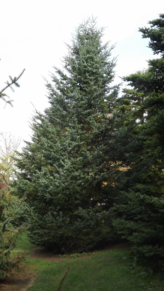 Abies sachalinensis - Sakhalin fir | The Dawes Arboretum