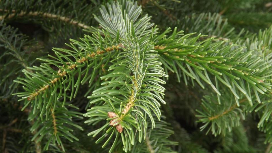 Abies nordmanniana subsp. equi-trojani - Turkey fir, Bornmueller fir ...