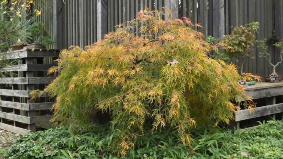 Acer palmatum (Dissectum Group) 'Dissectum' - threadleaf Japanese maple