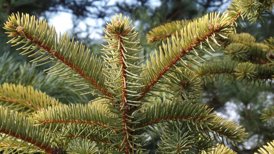 Picea pungens 'Aurea' - golden Colorado spruce | The Dawes Arboretum