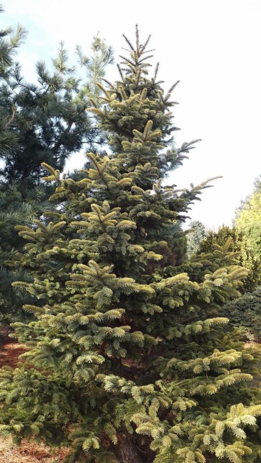 Picea pungens 'Aurea' - golden Colorado spruce | The Dawes Arboretum