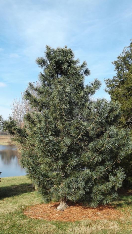 Pinus koraiensis Korean pine The Dawes Arboretum