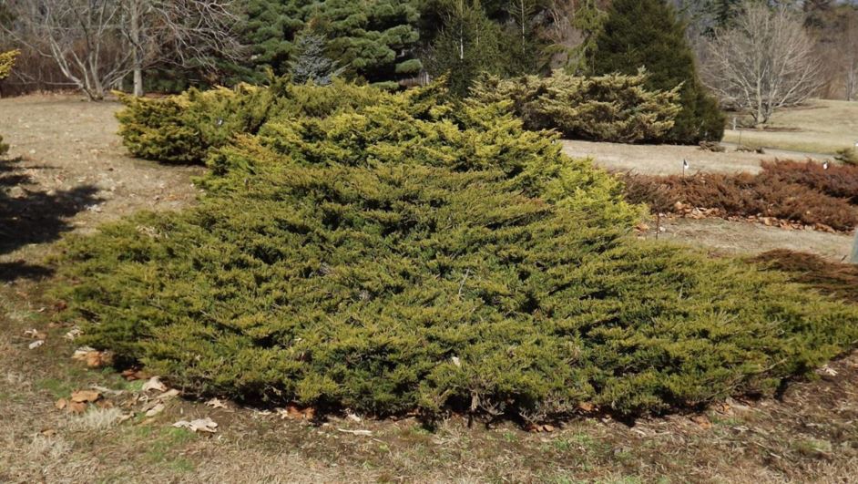 Juniperus sabina 'Rockery Gem' - Rockery Gem savin juniper
