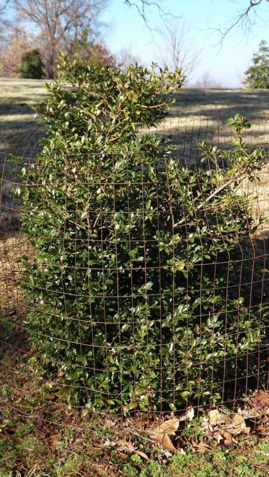 Ilex × Meserveae - Meserve Holly | The Dawes Arboretum