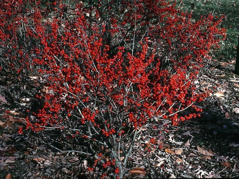 Ilex verticillata 'Red Sprite' - Red Sprite common winterberry