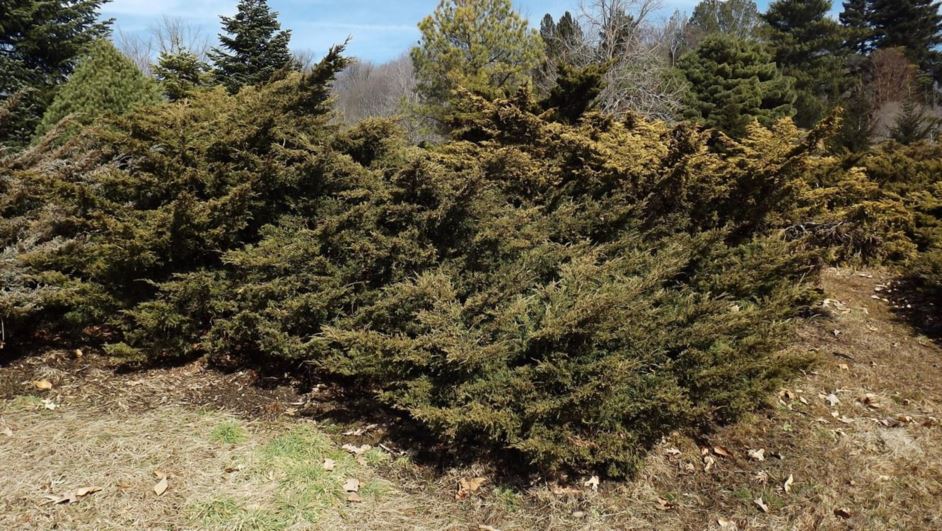Juniperus chinensis 'Stay Low' - Stay Low Chinese juniper