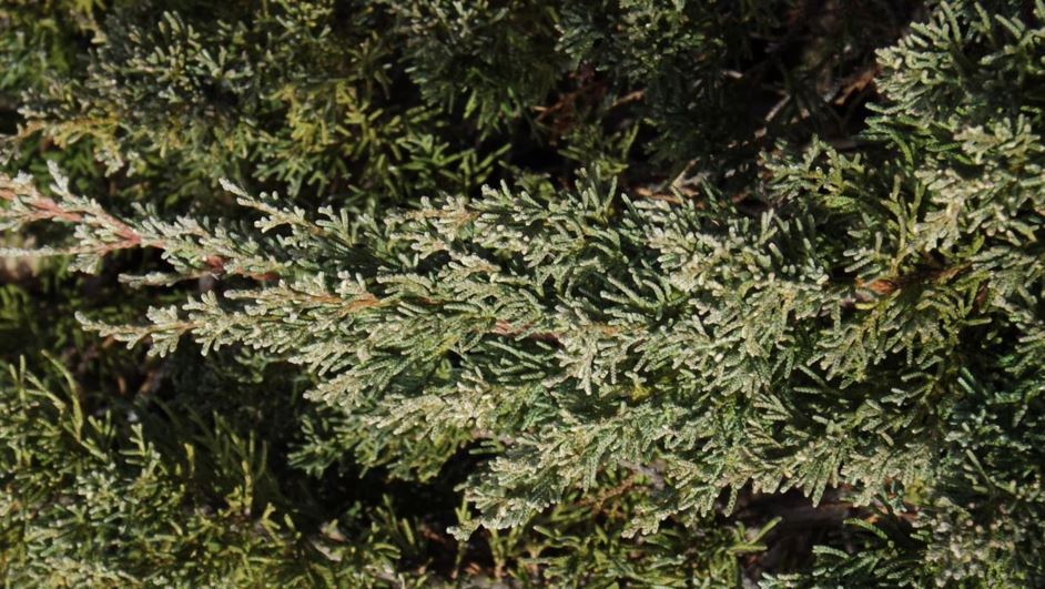 Juniperus chinensis var. sargentii 'Viridis' - green Sargent juniper