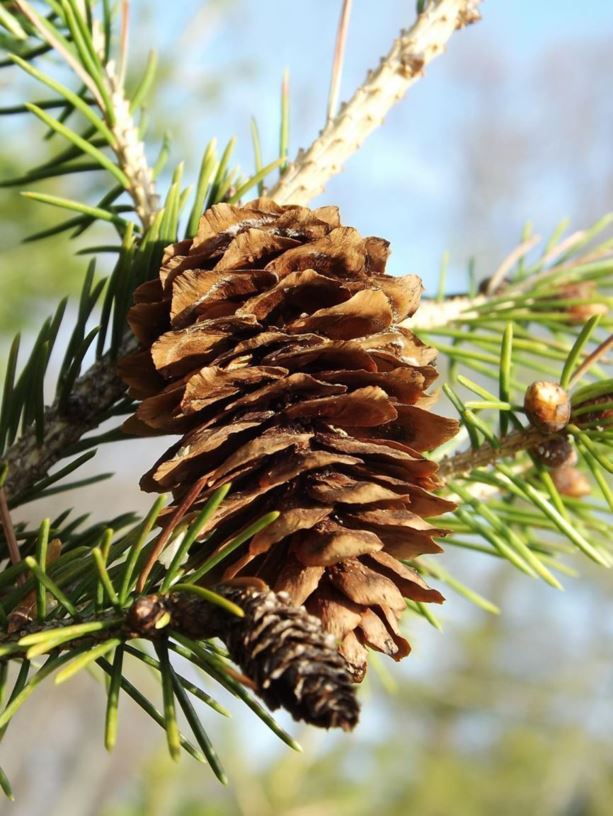 Picea wilsonii - Wilson spruce | The Dawes Arboretum