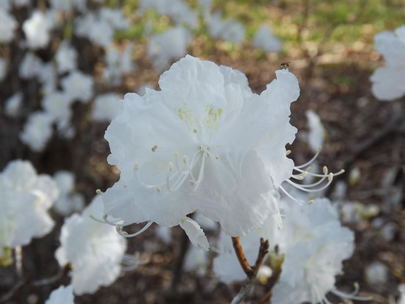 Rhododendron mucronulatum 'Album' - white-flower Korean rhododendron