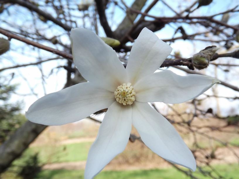 Magnolia kobus var. borealis - northern kobus magnolia