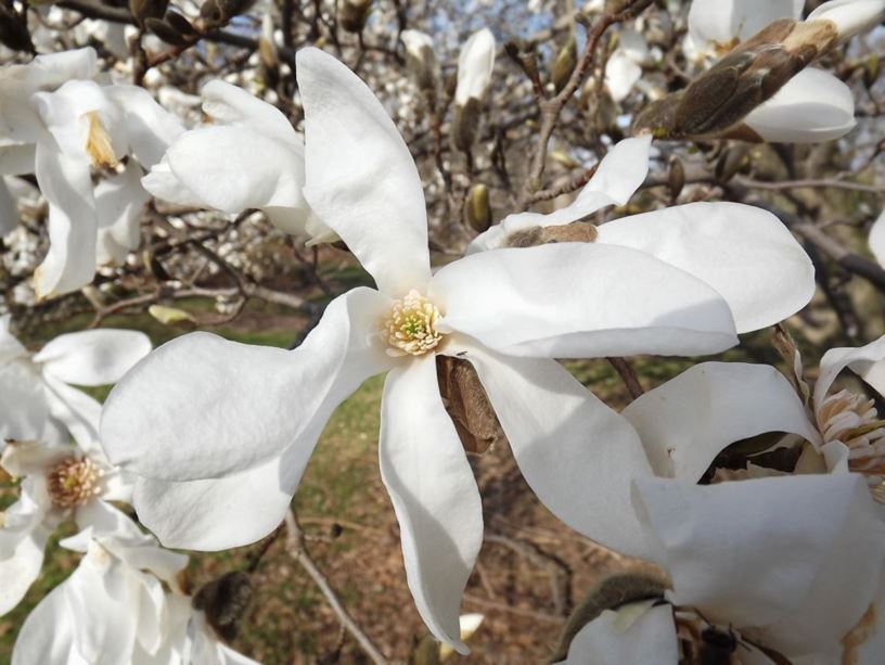 Magnolia salicifolia 'Miss Jack' - Miss Jack anise magnolia, Miss Jack Japanese willow-leaf magnolia