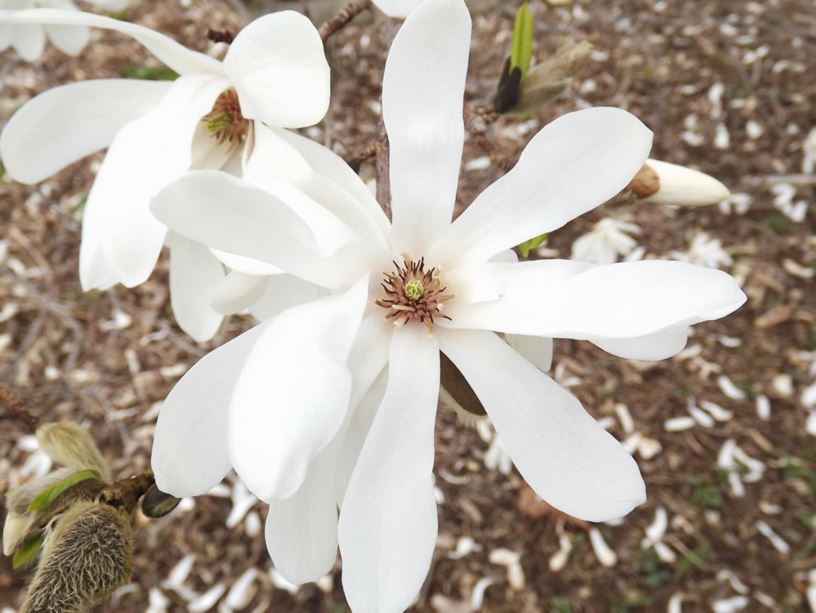 Magnolia salicifolia 'W. B. Clarke' - W. B. Clarke anise magnolia, W. B. Clarke Japanese willow-leaf magnolia