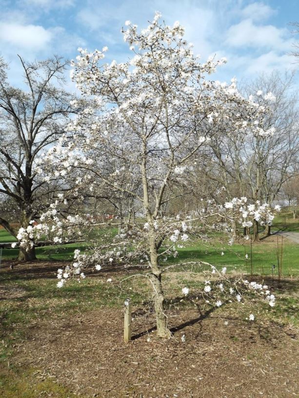Magnolia × loebneri 'Spring Snow' - Spring Snow Loebner magnolia