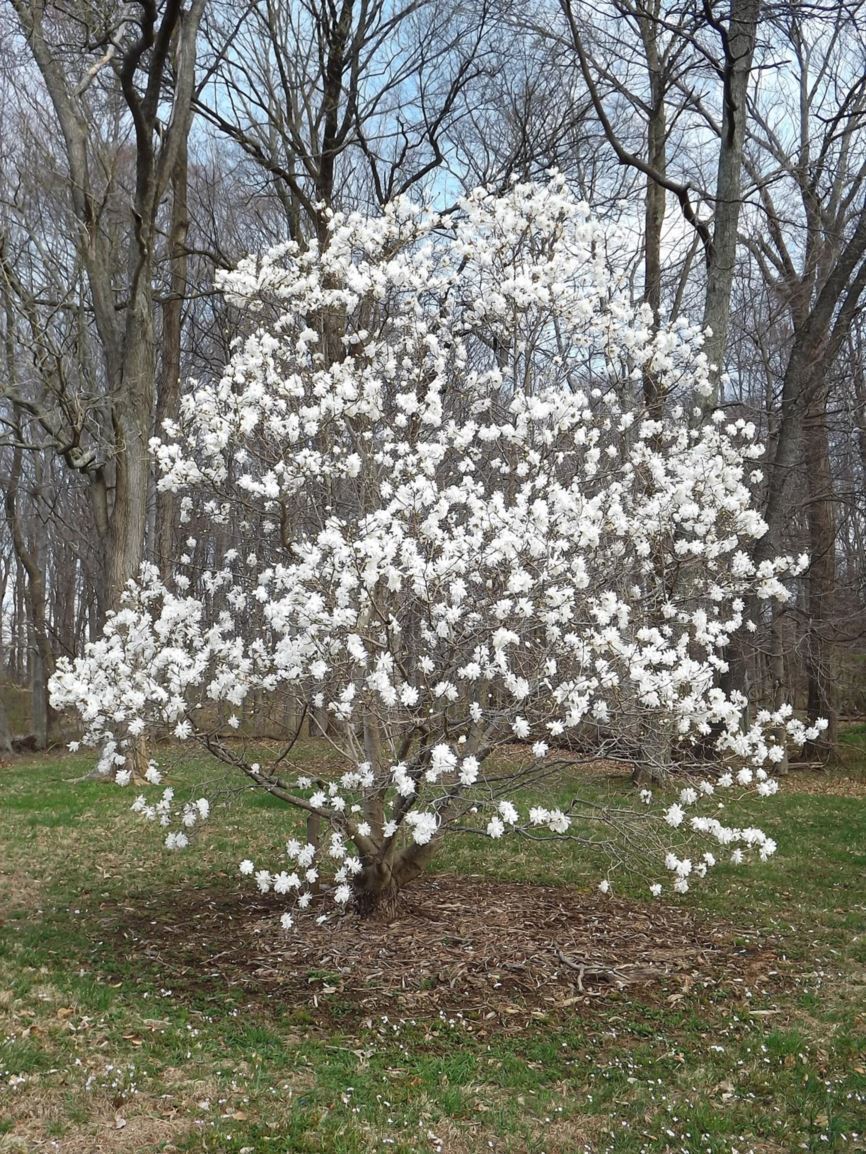 Magnolia × loebneri 'Powder Puff' - Powder Puff Loebner magnolia